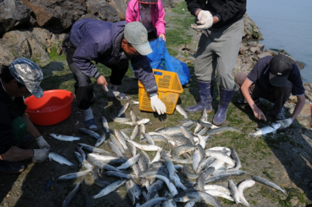 생선회시식 및 어촌생활체험